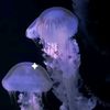 sanatheskenana
