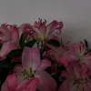 imyourexchangestudent