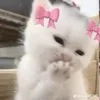 thien_lioi