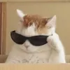superdupercoolcat1
