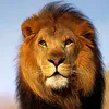 jamshaidkhan3926