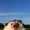 larikamong