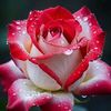 sweetroses56