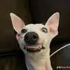 cactohaysuc