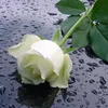 kura_mantk59