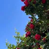 ۅٛصِيَة اެݪࢪسِۅٛݪ 🌸🤍.