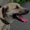 baki_kangal
