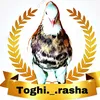 toghi_rasha