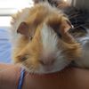 guineapig_tofu_sushi99