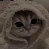 katedaacat