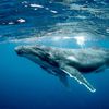 Ocean Creatures