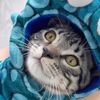 kittyoperadream