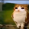 neh_uen24