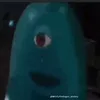 planejosh356