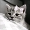 am_awe3