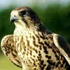 dldar.taqana