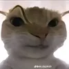 squewe73
