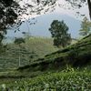 panggilajaren0