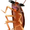phanhuuanhkhoi1