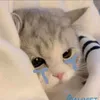 dellbiet26