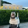 amari_the_shihtzu