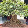 yeu_bonsai