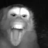 kekmonke