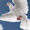 khansab.75756