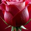 user9213492918751
