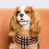 wally.the.cav