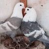 solangipagion