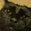 not_really_kitty