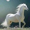 mayacine771