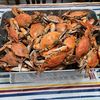 crabmankyle