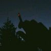 roydark333