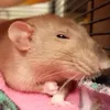does.hei
