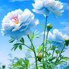 linthu742