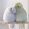 user9012036719926