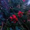 vfdd.frth