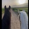 life.companion32