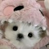 user_pinnapa7983