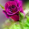 abdou.bona