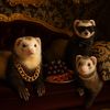 ferrets2lolaypicky