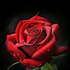 rohaanali3663