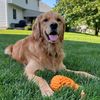 chloethegoldenretreiver