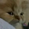 tuonghuyydpgi