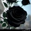 user8307603674018