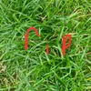 grass_lover12