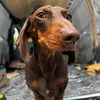 Dougie