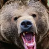 bear...7